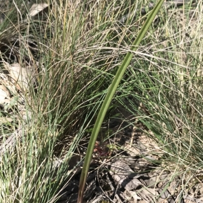 Thelymitra (Genus) (Sun Orchid) at Bruce, ACT - 16 Sep 2023 by PeterR
