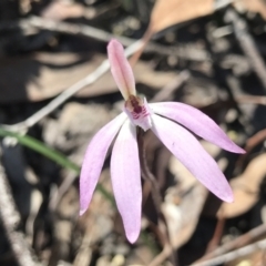 Caladenia fuscata (Dusky Fingers) at Bruce, ACT - 16 Sep 2023 by PeterR