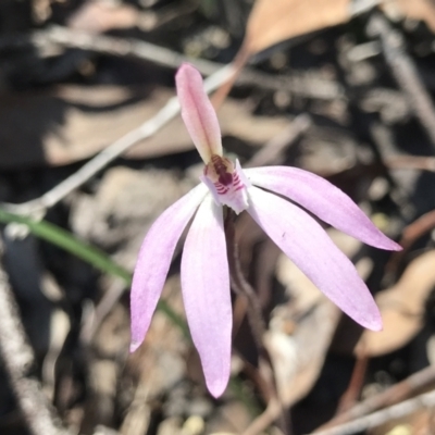 Caladenia fuscata (Dusky Fingers) at Bruce, ACT - 16 Sep 2023 by PeterR