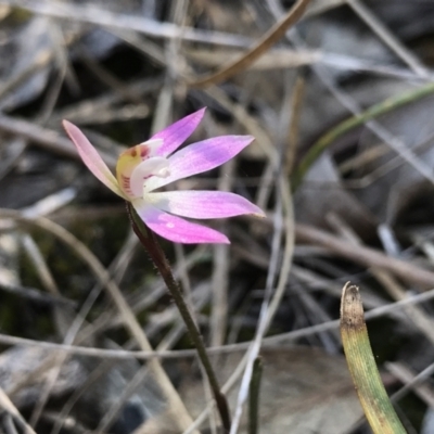 Caladenia fuscata (Dusky Fingers) at Bruce, ACT - 16 Sep 2023 by PeterR