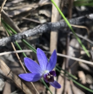 Cyanicula caerulea at Bruce, ACT - 16 Sep 2023