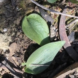 Eriochilus cucullatus at Bruce, ACT - suppressed