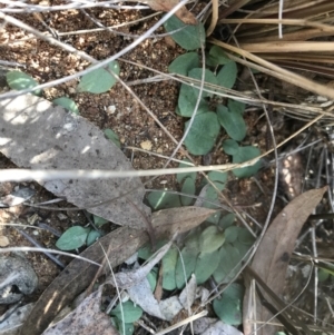 Diplodium sp. at Bruce, ACT - suppressed