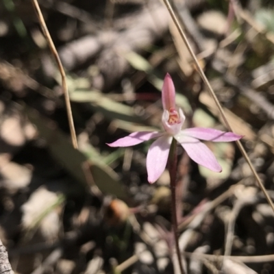 Caladenia fuscata (Dusky Fingers) at Bruce, ACT - 16 Sep 2023 by PeterR