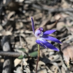 Cyanicula caerulea (Blue Fingers, Blue Fairies) at Bruce, ACT - 16 Sep 2023 by PeterR