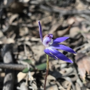 Cyanicula caerulea at Bruce, ACT - suppressed