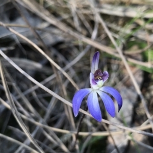 Cyanicula caerulea at Bruce, ACT - 16 Sep 2023