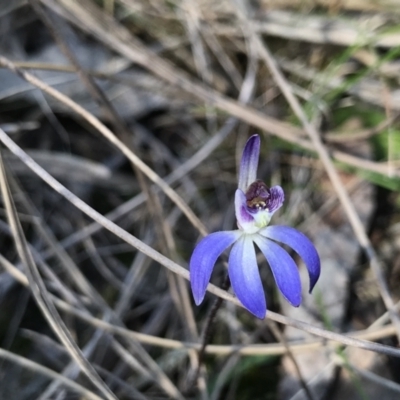 Cyanicula caerulea (Blue Fingers, Blue Fairies) at Bruce, ACT - 16 Sep 2023 by PeterR