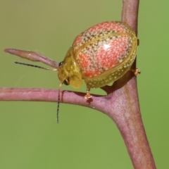 Paropsisterna fastidiosa (Eucalyptus leaf beetle) at Wodonga, VIC - 16 Sep 2023 by KylieWaldon