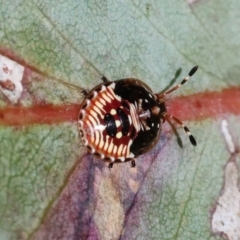 Anischys sp. (genus) at Wodonga, VIC - 16 Sep 2023 by KylieWaldon