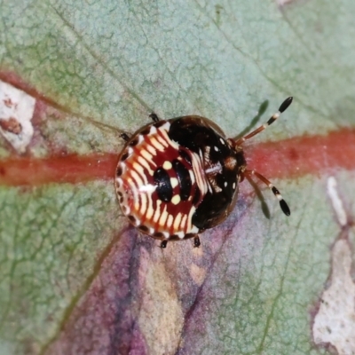 Anischys sp. (genus) (Unidentified Anischys bug) at Wodonga, VIC - 16 Sep 2023 by KylieWaldon