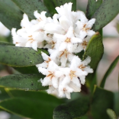 Leucopogon parviflorus (Coast Beard Heath) at Mallacoota, VIC - 11 Sep 2023 by AnneG1