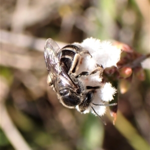 Lasioglossum (Chilalictus) sp. (genus & subgenus) at Belconnen, ACT - 14 Sep 2023 01:50 PM