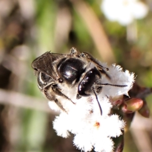 Lasioglossum (Chilalictus) sp. (genus & subgenus) at Belconnen, ACT - 14 Sep 2023 01:50 PM