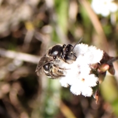 Lasioglossum (Chilalictus) sp. (genus & subgenus) at Belconnen, ACT - 14 Sep 2023 01:50 PM