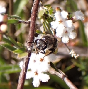 Lasioglossum (Chilalictus) sp. (genus & subgenus) at Belconnen, ACT - 14 Sep 2023