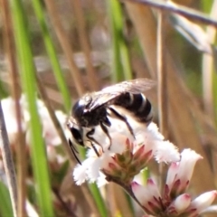 Lasioglossum (Chilalictus) sp. (genus & subgenus) at Belconnen, ACT - 14 Sep 2023 01:50 PM