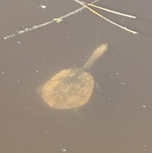 Chelodina longicollis at Bungendore, NSW - suppressed