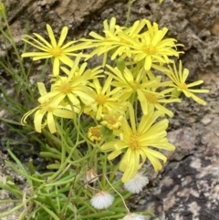 Unidentified Daisy at Mallacoota, VIC - 11 Sep 2023 by AnneG1