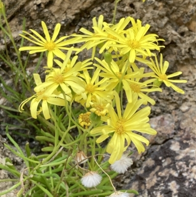 Senecio pinnatifolius at Mallacoota, VIC - 11 Sep 2023 by AnneG1