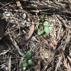 Diplodium sp. (A Greenhood) at Bruce, ACT - 16 Sep 2023 by PeterR