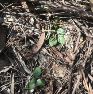 Diplodium sp. at Bruce, ACT - suppressed