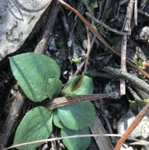 Diplodium sp. at Bruce, ACT - suppressed