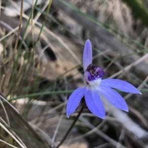 Cyanicula caerulea at Bruce, ACT - 16 Sep 2023