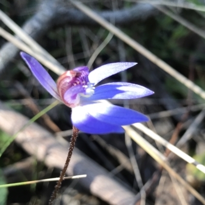 Cyanicula caerulea (Blue Fingers, Blue Fairies) at Bruce, ACT - 16 Sep 2023 by PeterR