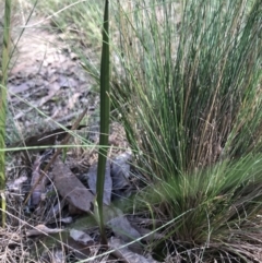 Thelymitra (Genus) (Sun Orchid) at Bruce, ACT - 16 Sep 2023 by PeterR