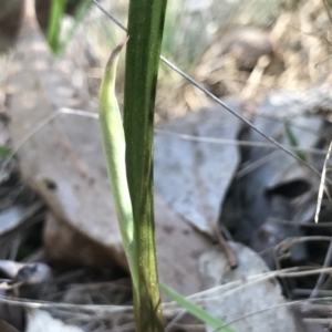 Thelymitra sp. at Bruce, ACT - suppressed