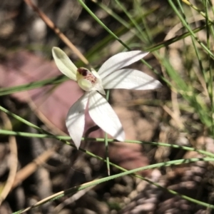 Caladenia fuscata at Bruce, ACT - suppressed