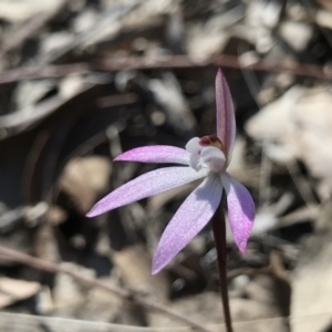 Caladenia fuscata at Bruce, ACT - 16 Sep 2023