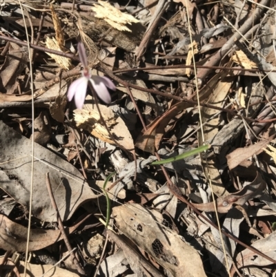 Caladenia fuscata (Dusky Fingers) at Bruce, ACT - 16 Sep 2023 by PeterR