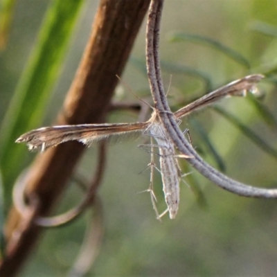 Sphenarches anisodactylus (Geranium Plume Moth) at Belconnen, ACT - 15 Sep 2023 by CathB