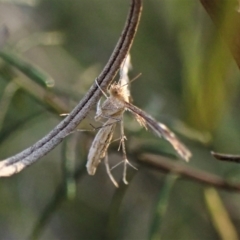 Sphenarches anisodactylus at Belconnen, ACT - 15 Sep 2023