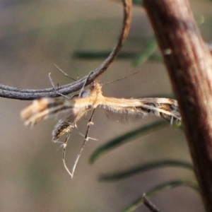 Sphenarches anisodactylus at Belconnen, ACT - 15 Sep 2023 05:04 PM