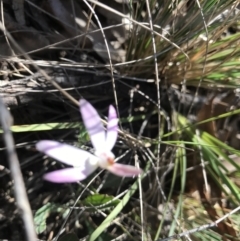 Caladenia fuscata (Dusky Fingers) at Bruce, ACT - 16 Sep 2023 by PeterR