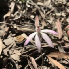 Caladenia fuscata at Bruce, ACT - suppressed