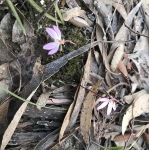 Caladenia fuscata at Bruce, ACT - 16 Sep 2023