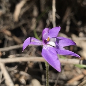 Glossodia major at Bruce, ACT - 16 Sep 2023