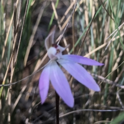 Caladenia fuscata (Dusky Fingers) at Bruce, ACT - 15 Sep 2023 by PeterR