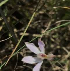 Caladenia fuscata (Dusky Fingers) at Bruce, ACT - 16 Sep 2023 by PeterR