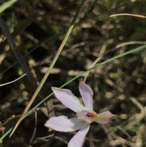 Caladenia fuscata at Bruce, ACT - suppressed