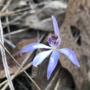 Cyanicula caerulea at Bruce, ACT - suppressed