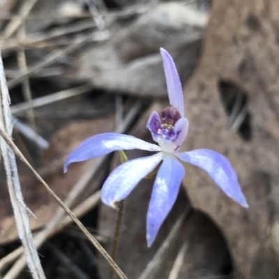 Cyanicula caerulea (Blue Fingers, Blue Fairies) at Bruce, ACT - 15 Sep 2023 by PeterR