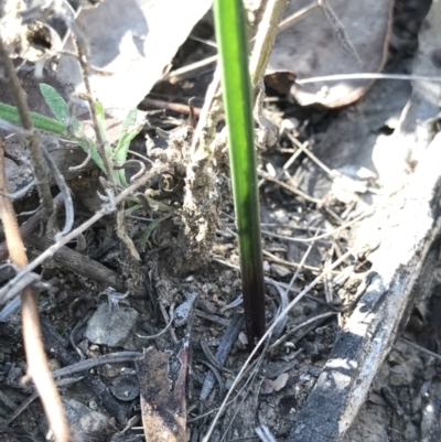 Thelymitra sp. (A Sun Orchid) at Bruce, ACT - 15 Sep 2023 by PeterR