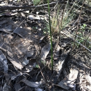 Thelymitra sp. at Bruce, ACT - 16 Sep 2023