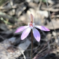Caladenia fuscata (Dusky Fingers) at Bruce, ACT - 16 Sep 2023 by PeterR