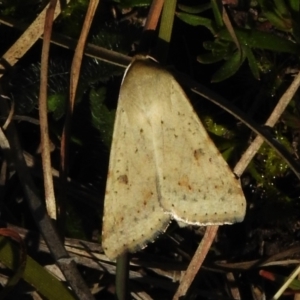 Helicoverpa punctigera at Gungahlin, ACT - 16 Sep 2023